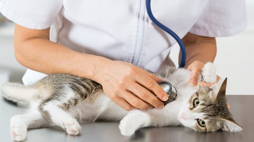 Kedi tarafından ısırılan veteriner hekim iki ilde kuduz aşısı bulamadı!