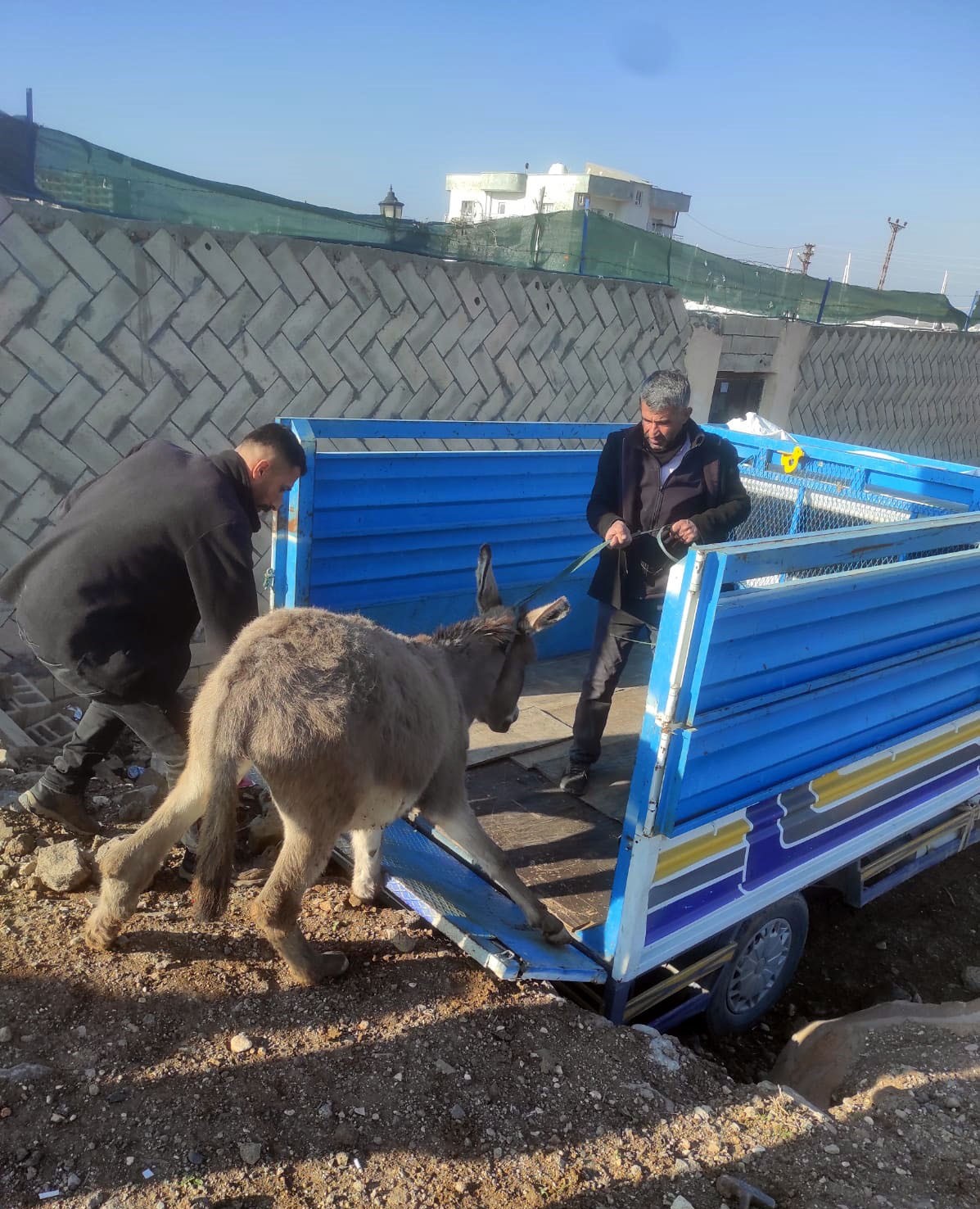 Ayağı kırılınca sahiplerinin terk ettiği eşek tedavi altına alındı!