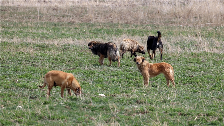Cumhurbaşkanı Erdoğan’dan ‘başıboş köpek’ çıkışı! Avrupa’yı örnek gösterdi..
