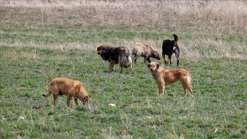 İsmailağa’nın başıboş köpek fetvası yeniden gündemde!