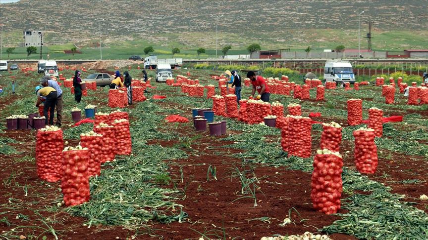 Muhalefetin soğan manipülasyonu boşa çıktı!