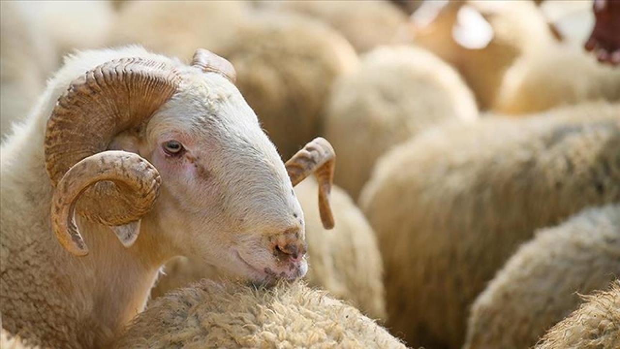 Kurban ibadetini yerine getirirken nelere dikkat etmeliyiz?