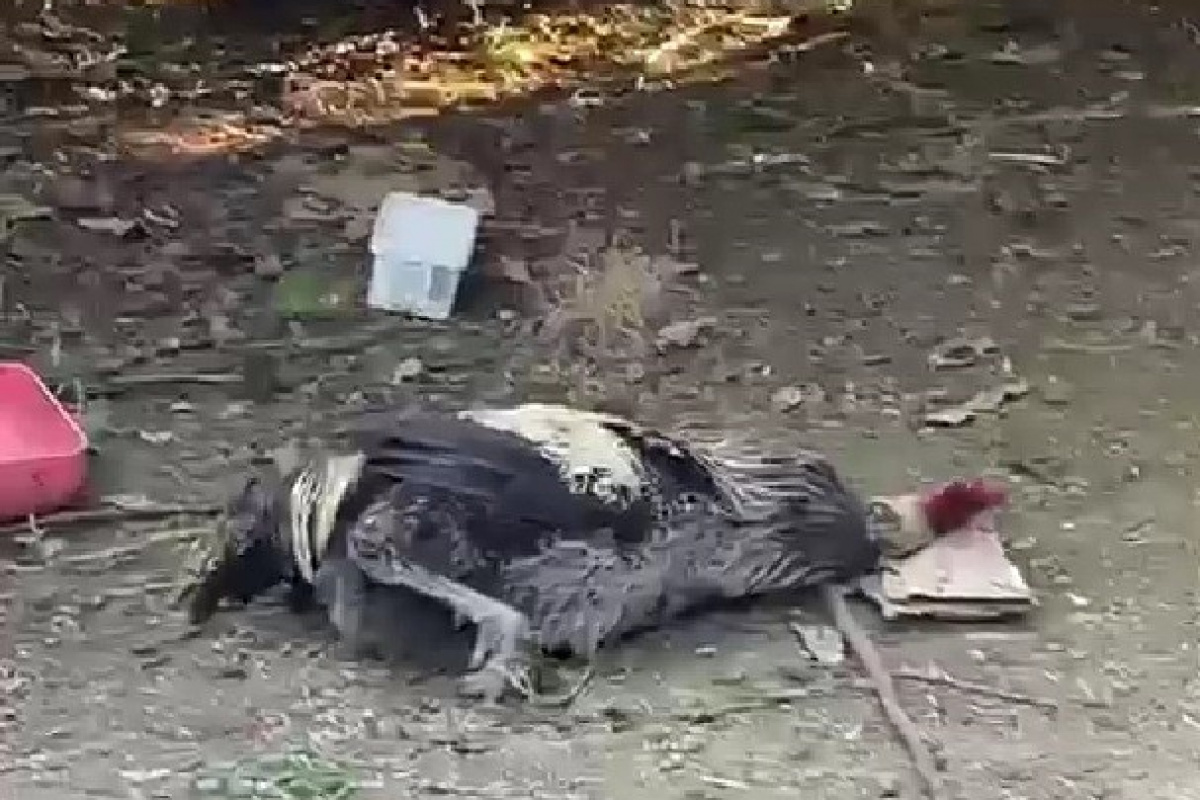 Nefesi tükenen horoz öterken bayıldı!  O anlar kaydedildi…