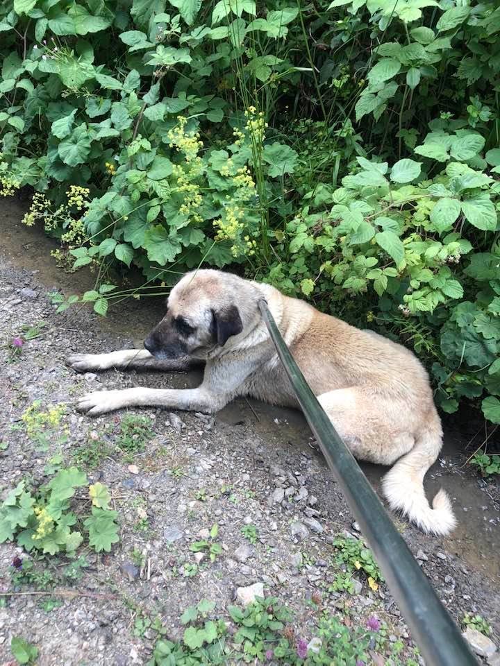 Başıboş köpek sorunu böyle değil sühuletle çözülmeli!