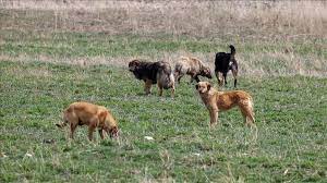 Başıboş köpek dehşeti: 10 yaşındaki çocuğun durumu kritik!