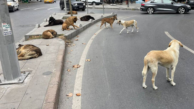 Türkiye’de bir ilk: Çevreyi tehdit eden köpekler öldürülecek!