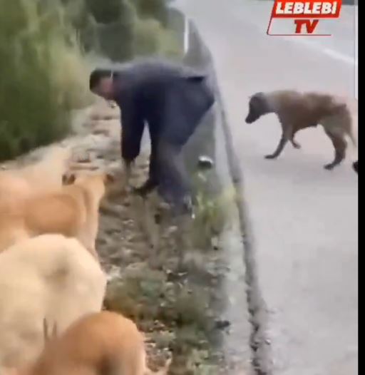Belediye Başkanı başıboş köpeklerle böyle görüntülendi! VİDEO