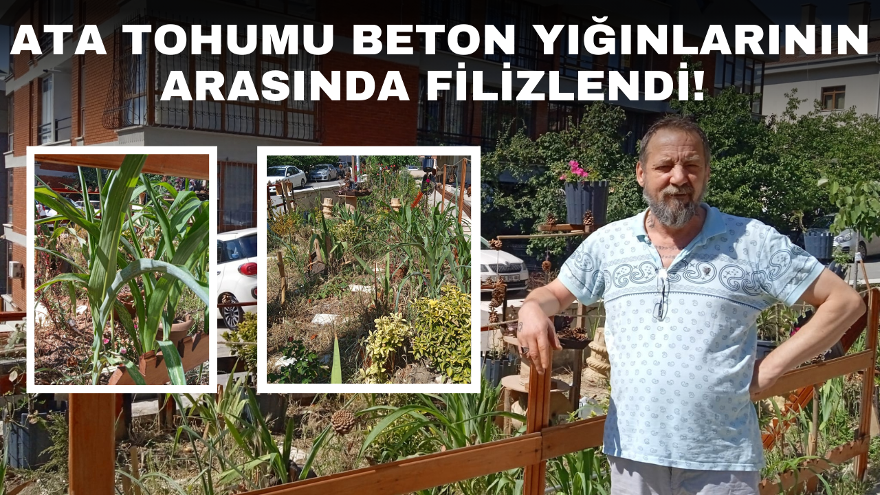Ankara’nın göbeğinde ata tohumu ekti: ‘İsrail’den almayalım, kendi tohumumuzu ekelim’