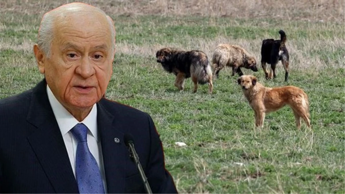 Devlet Bahçeli resti çekti!