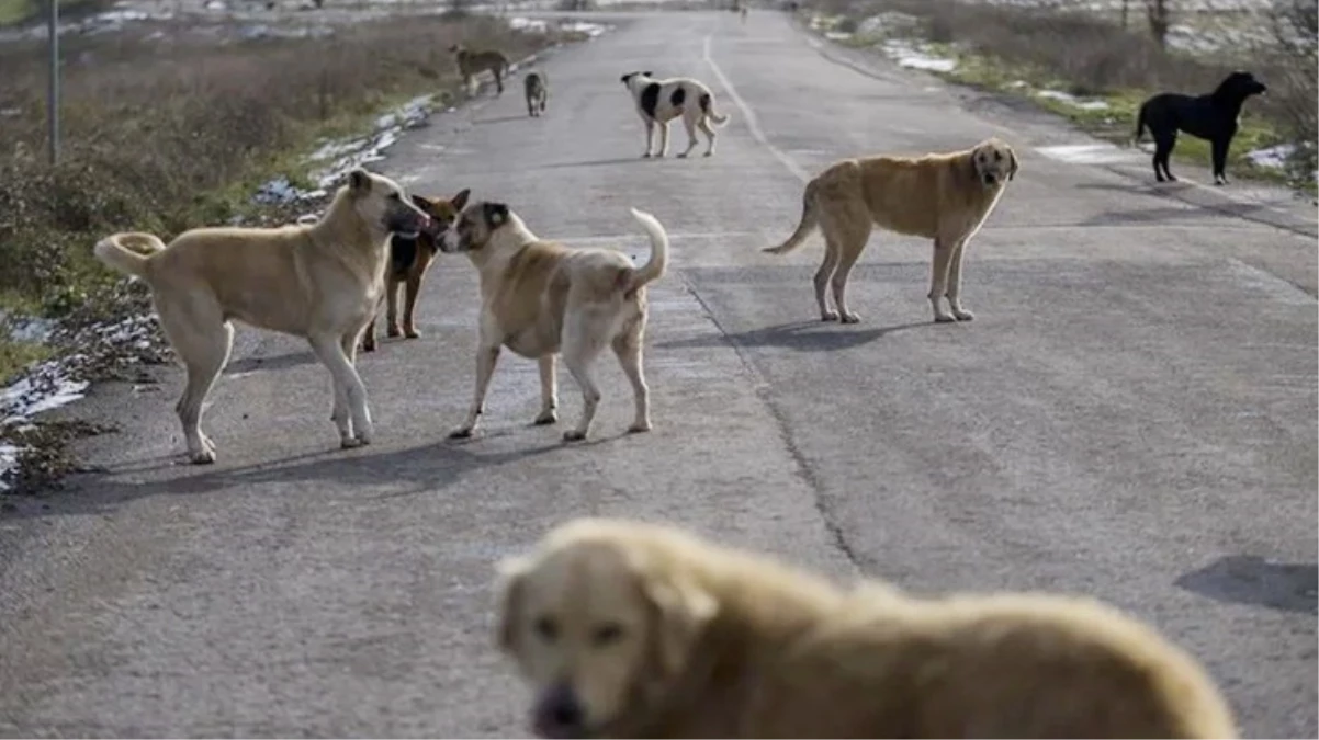 Başıboş sokak köpekleri düzenlemesi yasalaştı! İşte detaylar