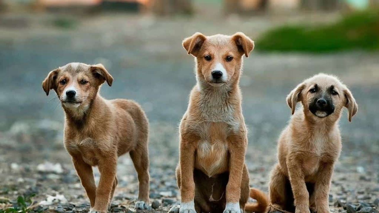 Sokak köpekleri düzenlemesinde flaş ‘ötenazi’ kararı!
