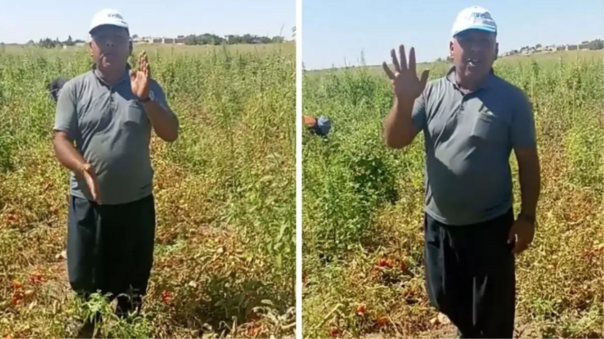 Domates eken çiftçinin isyanı! Tarım Bakanı’na  sitem etti