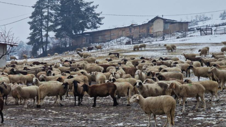 Avrupa’da veba alarmı verildi! Binlercesi itlaf edilecek