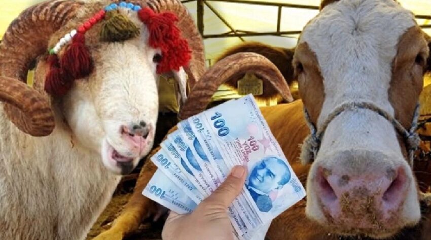 Kurbanlık fiyatları cep yakıyor! Üretici zararına satıyor