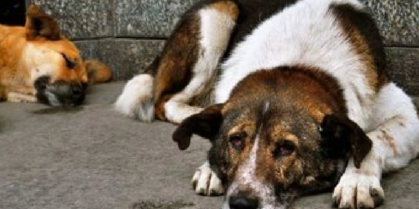 Sokakta ‘besleme’ yasağı geldi