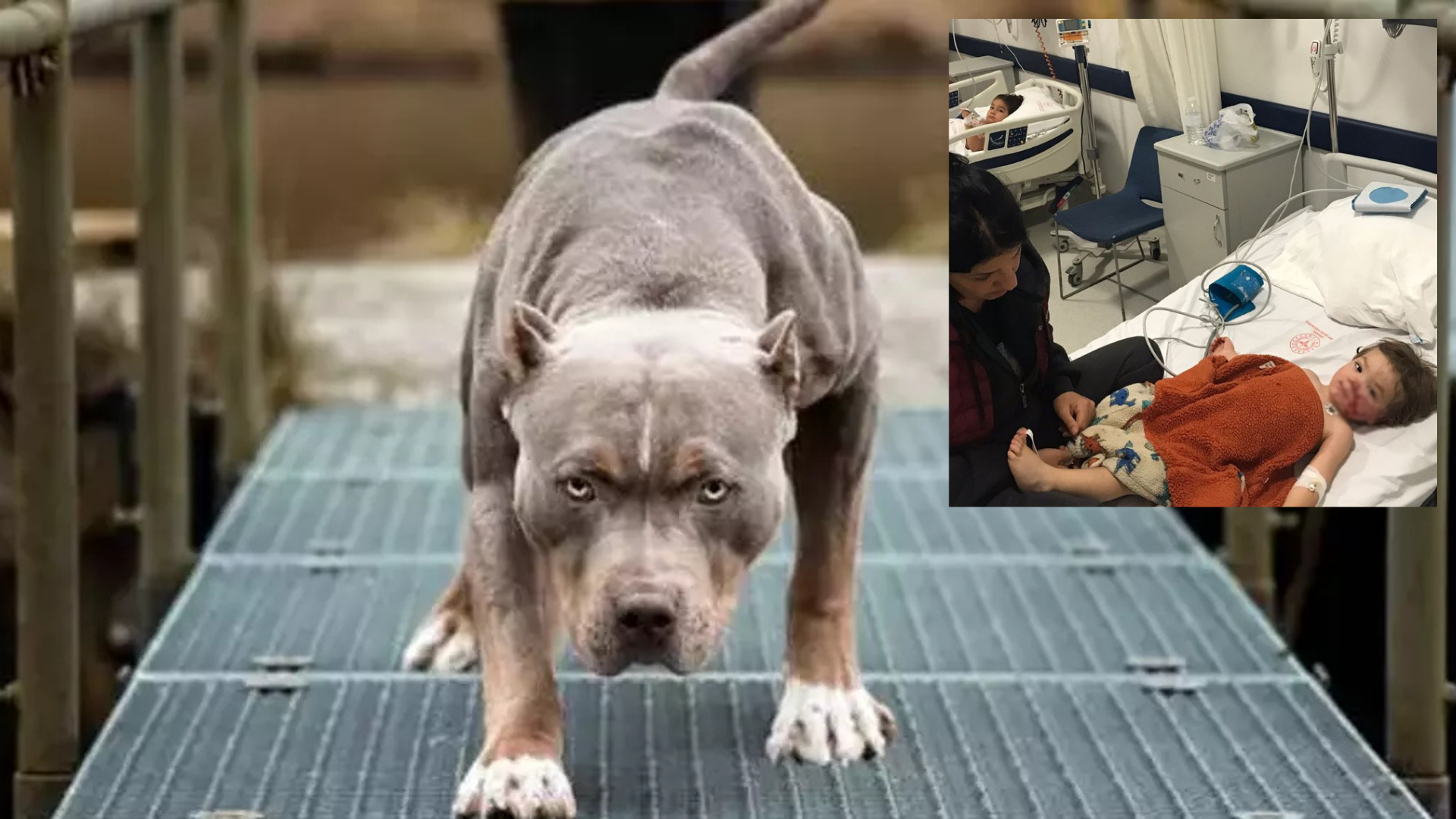 “O yaralı yüze bakamıyorum…” Ankara’da pitbull vahşeti