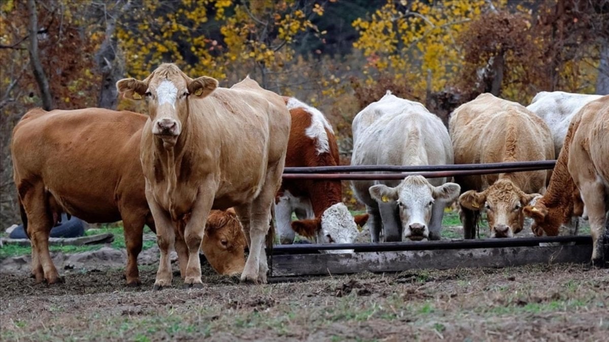 Yem fiyatları için ‘Ramazan’ kararı!