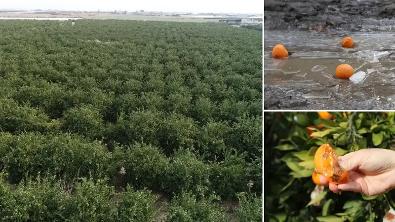 Zirai don vurdu: Hasat tehlikede