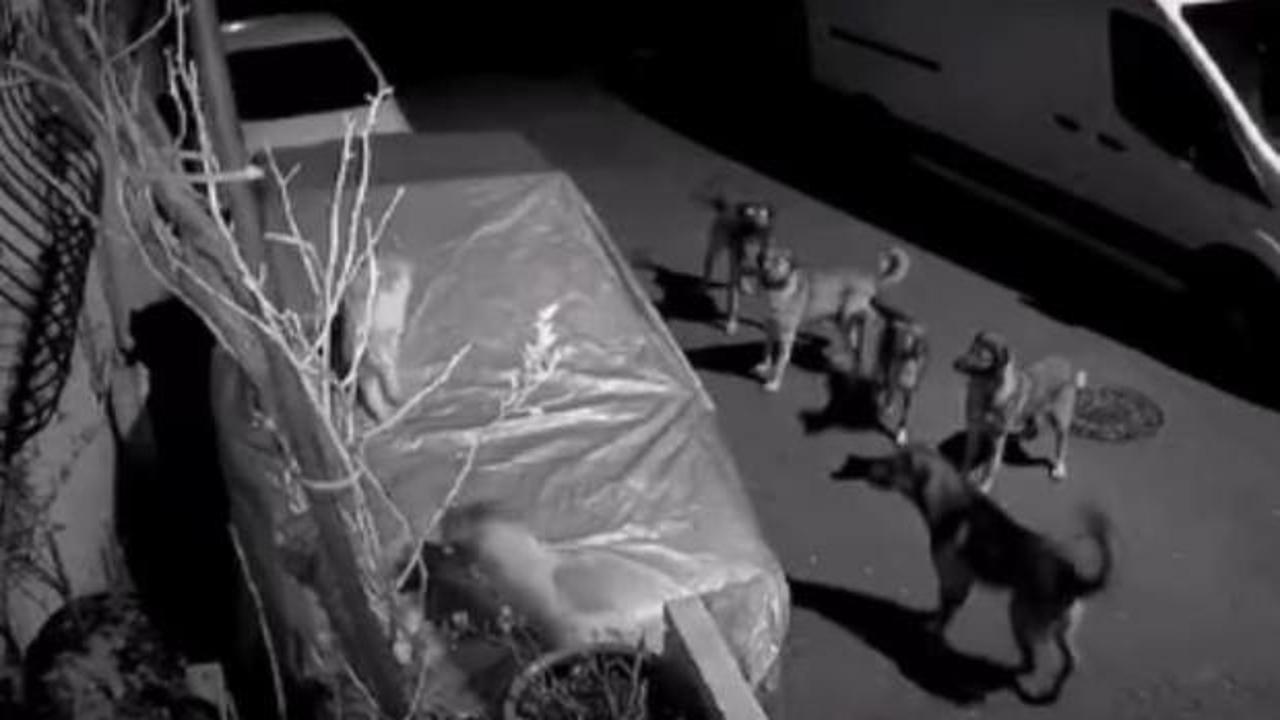 Bir başıboş köpek dehşeti daha!