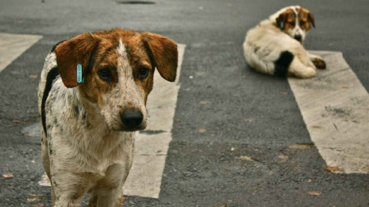 Ankara Valiliği’nin sokak köpeklerini ‘besleme’ yasağına mahkeme tarafından şok karar